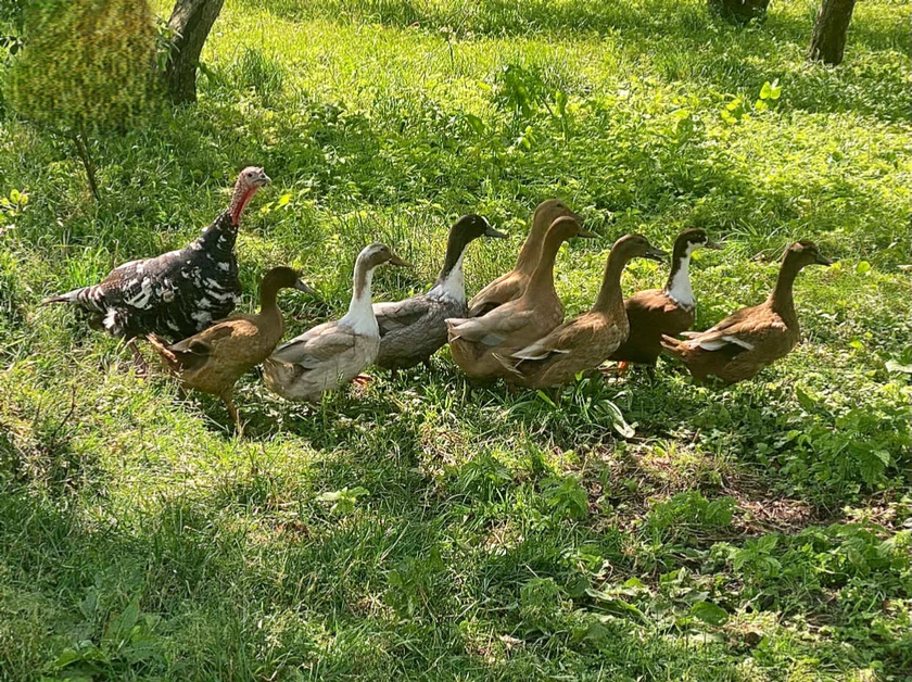  Antys už 8€: sveikos ir priežiūros nereikalaujančios