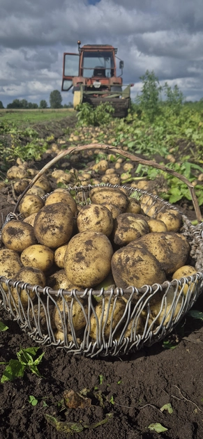  Sviežios bulvės už 0.80 ct/kg