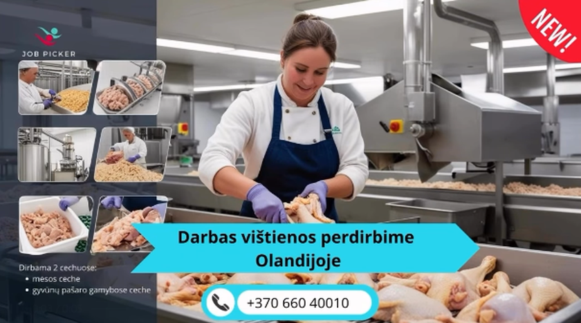  Gamybos darbuotojai vištienos fabrike Olandijoje – uždirbk iki 3500 Eur/mėn!
