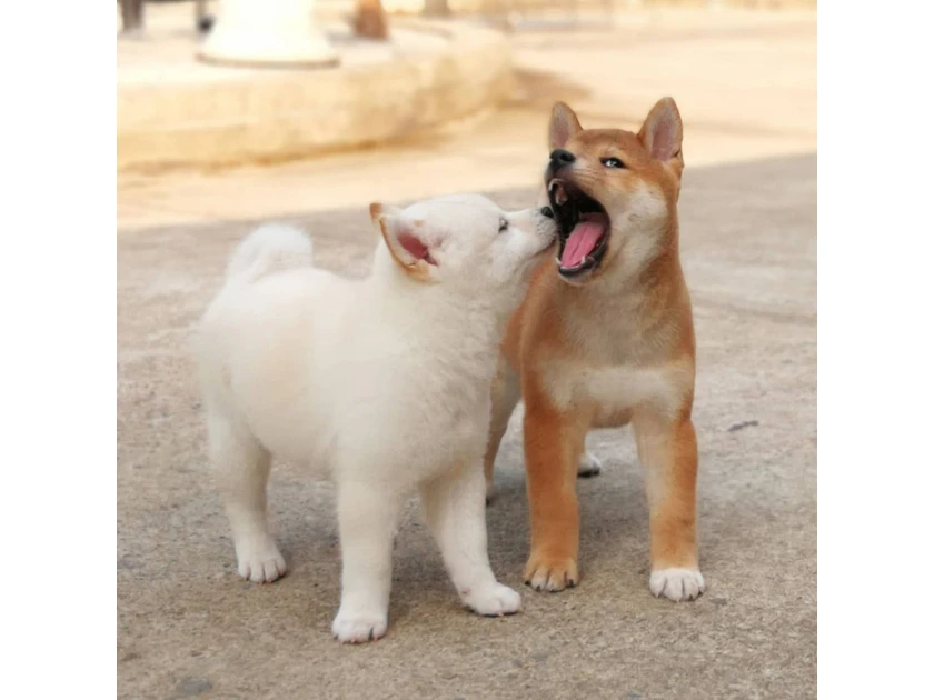  Gražūs Shiba Inu iš Japonijos veislyno