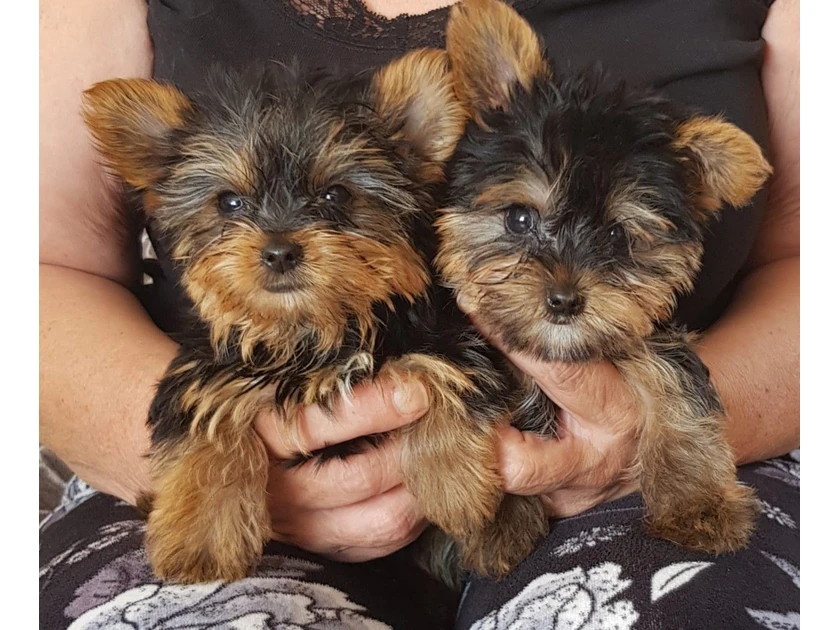  Meilūs ir švelnūs Yorkie šuniukai ieško šiltų apsikabinimų!