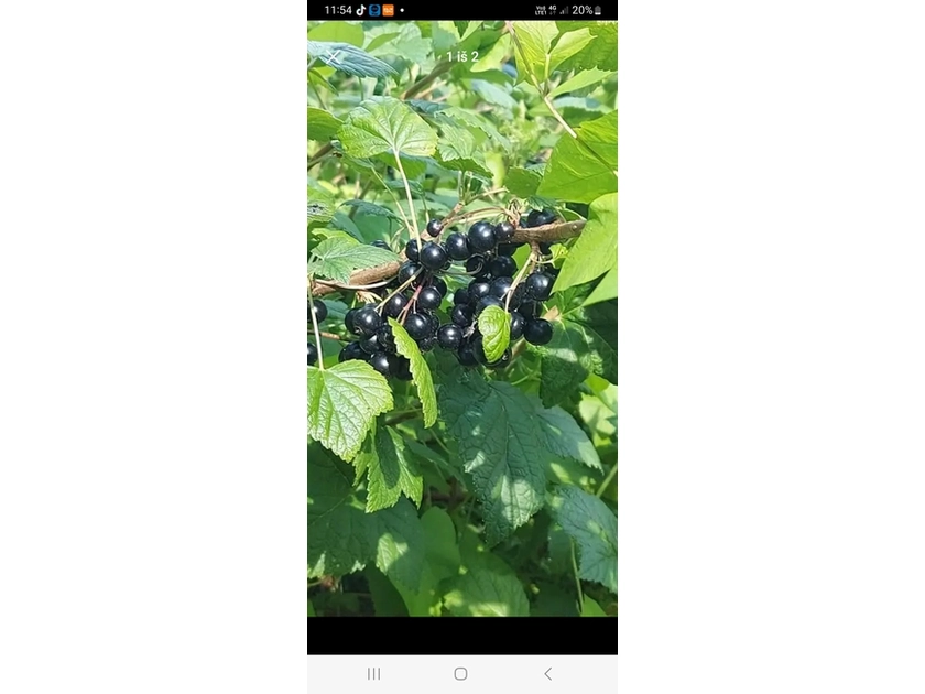  Parduodu šviežius juoduosius serbentus
