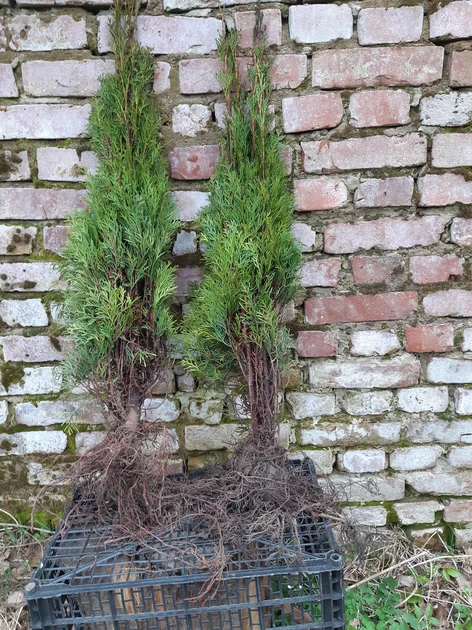  Tujos gyvatvorėms – sodinkite jau šiandien, kaina nuo 2,5 €!