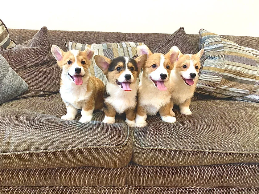  Registruoti Pembroke Corgi šuniukai su dokumentais – sveiki ir paruošti kelionei!