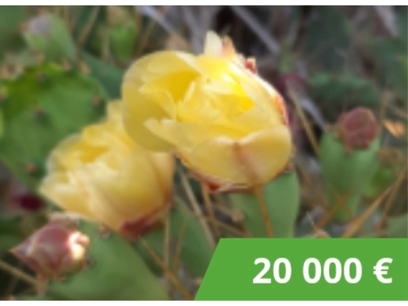  Perkame sodą už 20 000€ be derybų