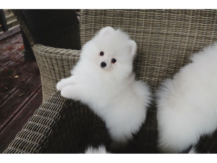  Socializuoti Pomeranijos šuniukai su pilnu paketu!
