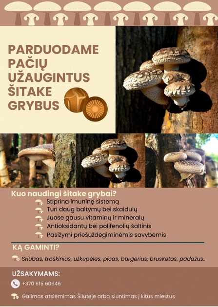  Šitaki grybai – natūralus sveikatingumo šaltinis