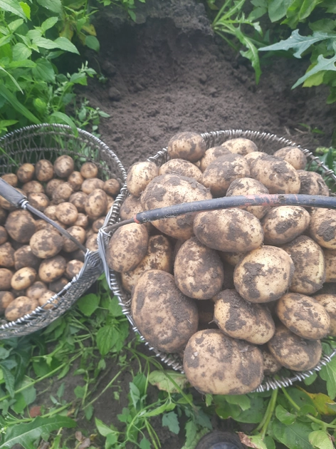  Miltingos bulvės – šviežios ir skanios, pristatymo į namus Šilutėje