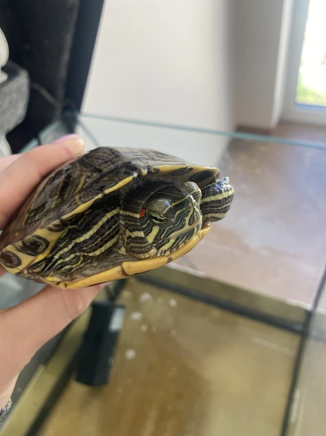  Vandens vėžlys su akvariumu – puikus augintinis tavo namams!