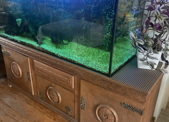 Peržiūrėti skelbimą - Akvariumas