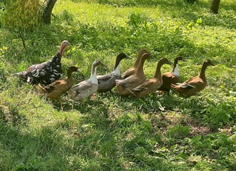 Antys už 8€: sveikos ir priežiūros nereikalaujančios