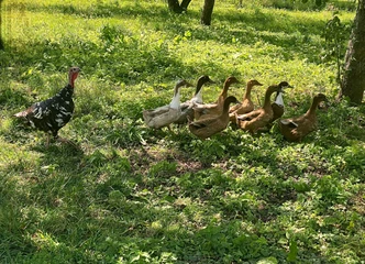 Antys 2 mėn. už 8€: puiki dovana ar verslo pradžiai