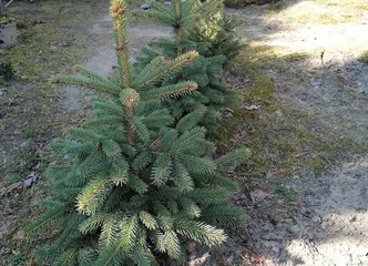Rutulinės tujos tik už 3 EUR – prasmingas pasirinkimas!