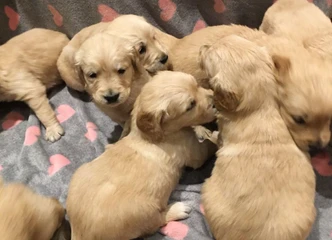 Kennel Club registruoti – kilmės dokumentai ir genetiniai tyrimai!