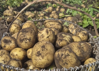 Sviežios bulvės už 0.80 ct/kg