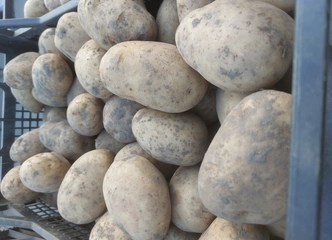 Bulvės gyvuliams – tik 0,08€/kg, skambink dabar!