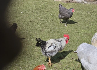 Gaidukai - jauni, darbštuoliai ir gražuoliai vos už 3 eurus!