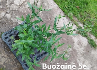 Prašome daugiamečių gėlių – ilgai žydi ir papuoš jūsų namus!