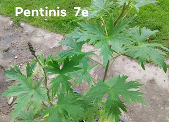Ilgalaikių gėlių pasirinkimas – spalvingas ir priežiūros nešvaistęs!