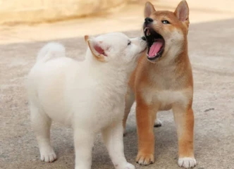 Gražūs Shiba Inu iš Japonijos veislyno