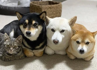 Apsilankykite ir susipažinkite su Shiba Inu tėveliais