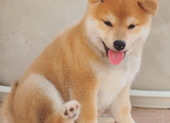 Žaismingi Shiba Inu su vaikais ir kitais gyvūnais