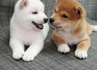 Treniruoti ir apdrausti Shiba Inu šuniukai