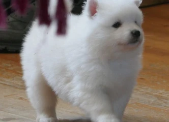 Sveiki ir žavūs japonų špicų šuniukai ieško namų!