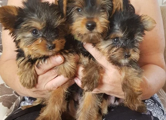 Yorkie šuniukai su visais dokumentais ir vakcinomis – paruošti keliauti!