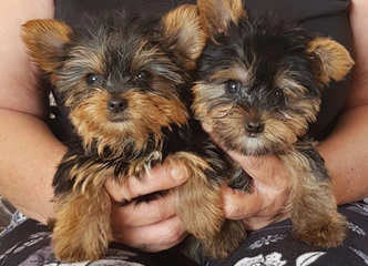 Meilūs ir švelnūs Yorkie šuniukai ieško šiltų apsikabinimų!