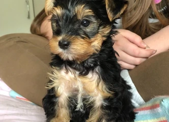 Maži, bet didelės meilės Yorkie šuniukai – jau laukia jūsų!