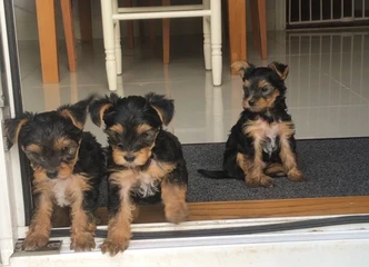 Yorkie šuniukai Latvijoje – galimas pristatymas, susisiekite dabar!