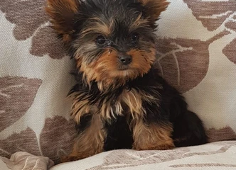 Smalsūs ir žaismingi Yorkie šuniukai – puikus draugas jūsų šeimai!