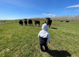 Kokybiškos telyčios – juodos angus veislės jūsų ūkiui!