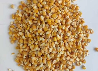 Geri sausi kukurūzai – puikus pašaras jūsų ūkiui!