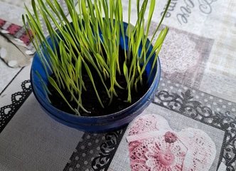 Vasariniai kviečiai 50 kg tik už 14 € – puikus pasirinkimas!