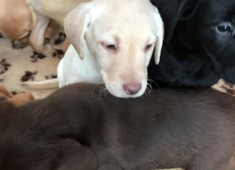 Atnaujinti ir mikroschemu aprūpinti labradoro šuniukai!