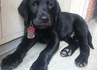 Sveiki ir laimingi labradoro retriverių šuniukai parduodami!