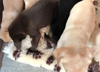 Puikiai atpratę ir mėgstantys žaisti labradoro šuniukai!