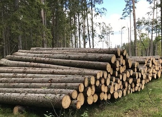 Priimame eglės rąstus nuo 14cm iki 60cm
