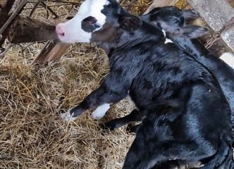 Mėsinės mišrūnės telyčaitės su kilmės dokumentais