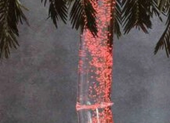 Moderni vandens palmė – tropikų atmosfera Jūsų erdvėje!