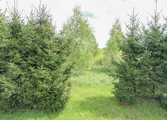 Parduodamas sodo sklypas Traksėdžių k., puikus pasirinkimas