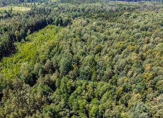 Miškų ūkio galimybės: nuosavas sklypas gamtoje!