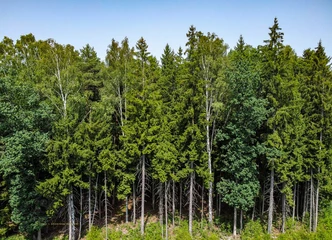 Paulaičių kaimas: ideali vieta Jūsų miškų ūkio planams!
