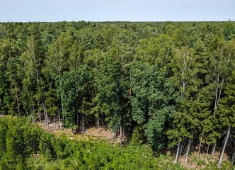Pirkite 2.1418 ha miškų sklypą Šilutės rajone!