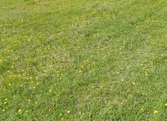 Parduodamas 20 arų sodų sklypas su elektra!
