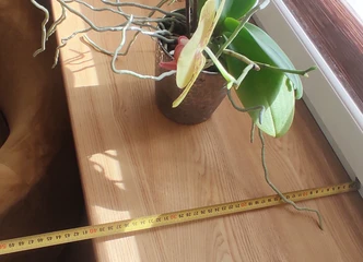 Patogus gyvenimas Macikų k. – Garso izoliacija ir šiluma!