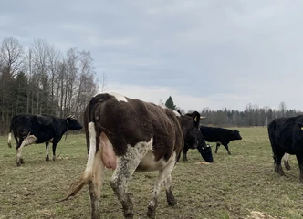 Parduokite savo pieno svajones su vesiančiomis karvėmis!