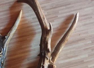 Peržiūrėti skelbimą - Parduodu du stirnų ragus už abu 15 €